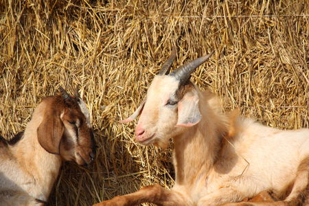 goatの写真素材