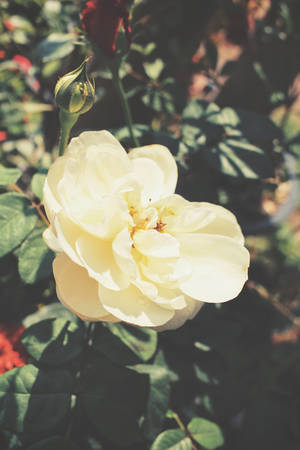 White rose flowerの写真素材
