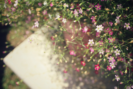 Pink gypsophila flowersの写真素材