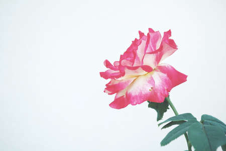 Pink rose flowersの写真素材