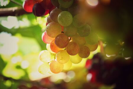 Grapes in vineyardの写真素材