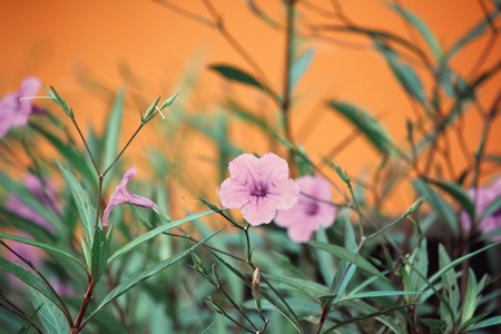 Purple flowerの写真素材