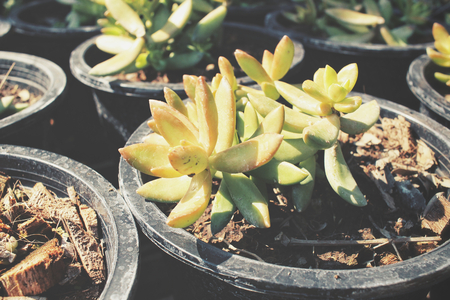 Cactusの写真素材