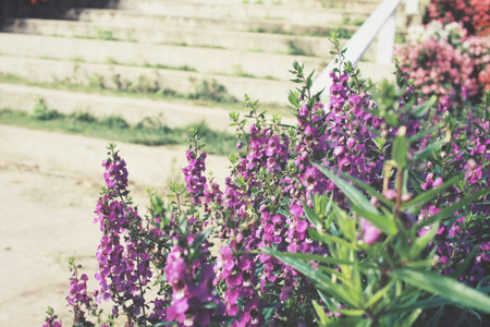 Purple salvia flowers