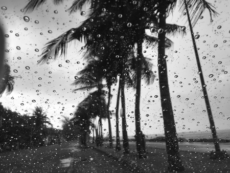 Water drop with coconut treeの写真素材