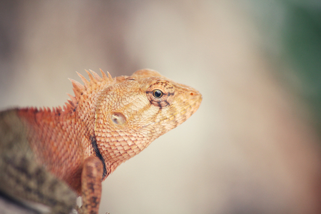 Brown thai lizard on treeの写真素材