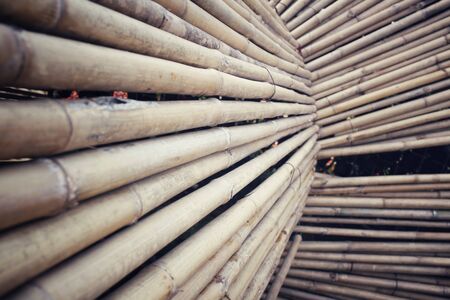 Bambooの写真素材