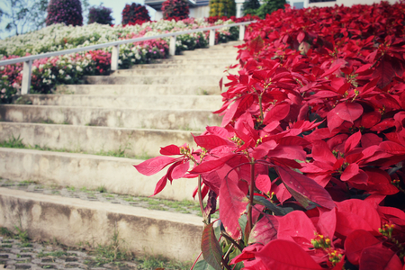 Red poinsettia flowers with staircaseの写真素材