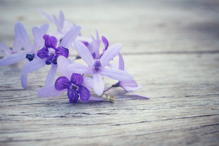 Purple flowersの写真素材