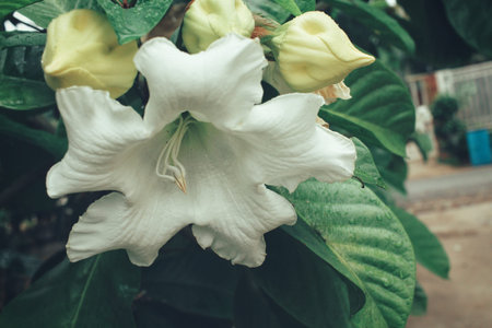 White flowersの写真素材