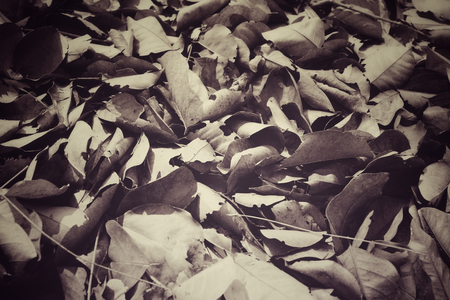 Dried leavesの写真素材