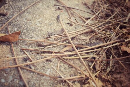 Tree branchesの写真素材