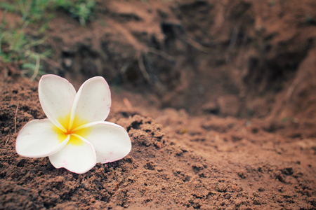White frangipani flowerの写真素材
