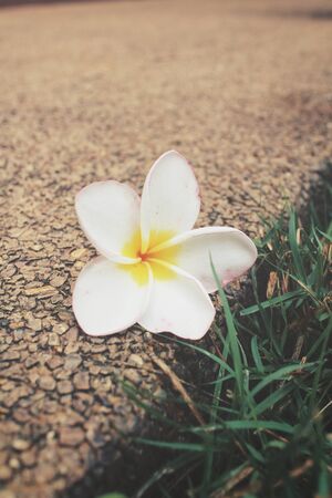 White frangipani flowerの写真素材