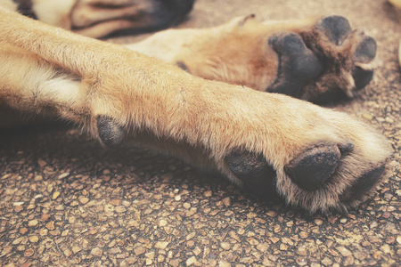 Dog footの写真素材