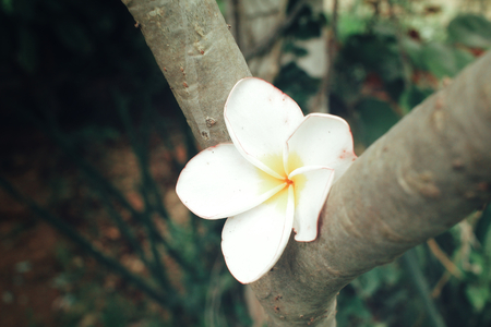 White frangipani flowerの写真素材