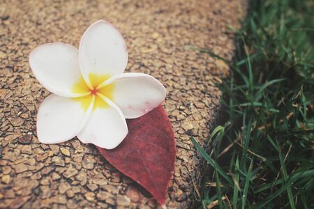 White frangipani flowerの写真素材