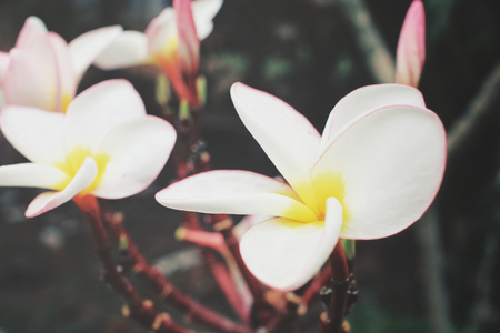 White frangipani flowerの写真素材