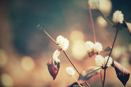Vintage spring flowers
