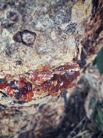 Vintage wood backgroundの写真素材