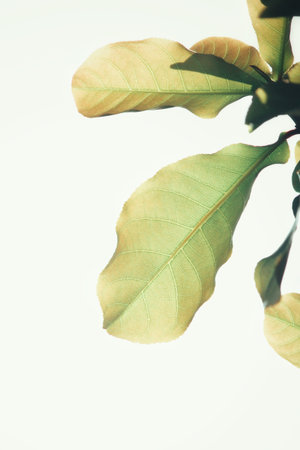 Leaves in autumn