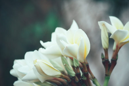 White frangipani flower on tree