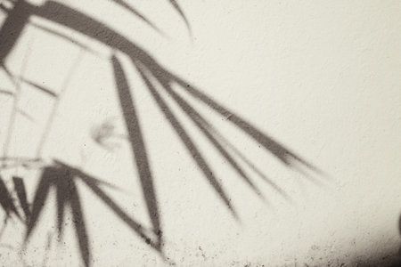 Shadow of leaves bambooの写真素材