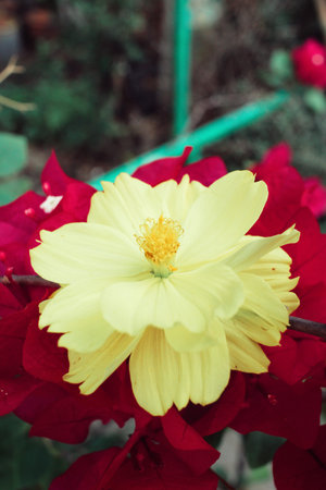 Close up of yellow cosmos flowersの写真素材