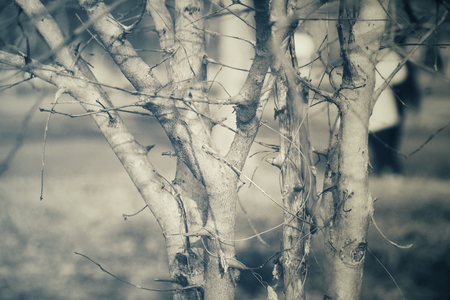 Branches of treeの写真素材