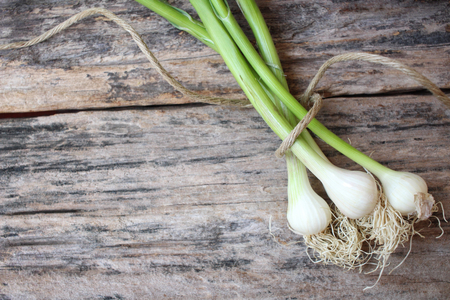 Plant of garlicの写真素材