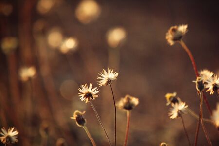 Vintage spring flowers in natureの写真素材