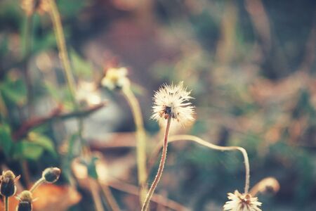 Vintage spring flowers in natureの写真素材