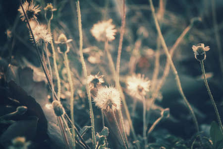 Vintage spring flowers in natureの写真素材