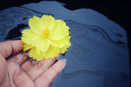 Close up of yellow cosmos flowersの写真素材