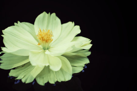 Close up of yellow cosmos flowers