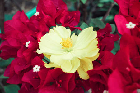 Close up of yellow cosmos flowersの写真素材