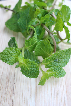 Pepper mint leaves