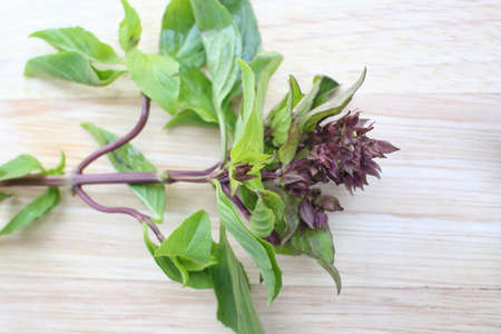 Basil leafの写真素材