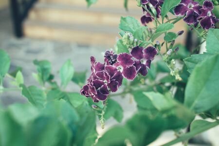 Purple salvia flowersの写真素材