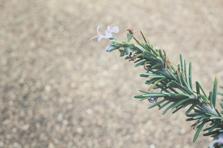 Rosemaryの写真素材