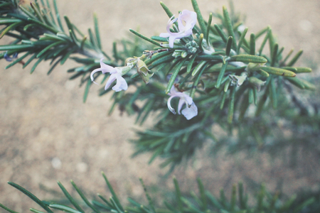 Rosemaryの写真素材