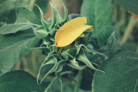 Sunflowersの写真素材