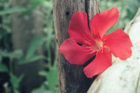Red flower