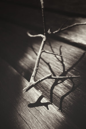 Tree branches with shadowの写真素材