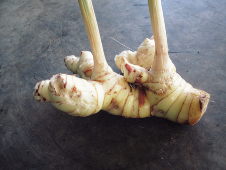 Galangalの写真素材