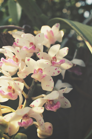 Vintage orchid flowersの写真素材