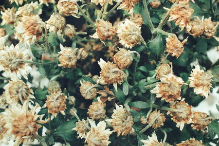 Dried flowersの写真素材