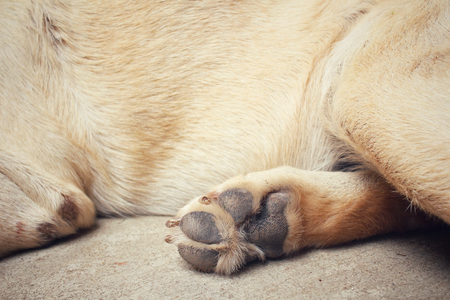 Dog footの写真素材