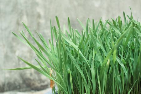 Barley grassの写真素材