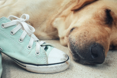 Labrador dog with shoesの写真素材